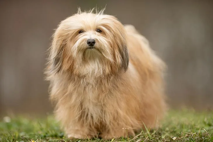 havanese small dog breeds that don't shed or bark