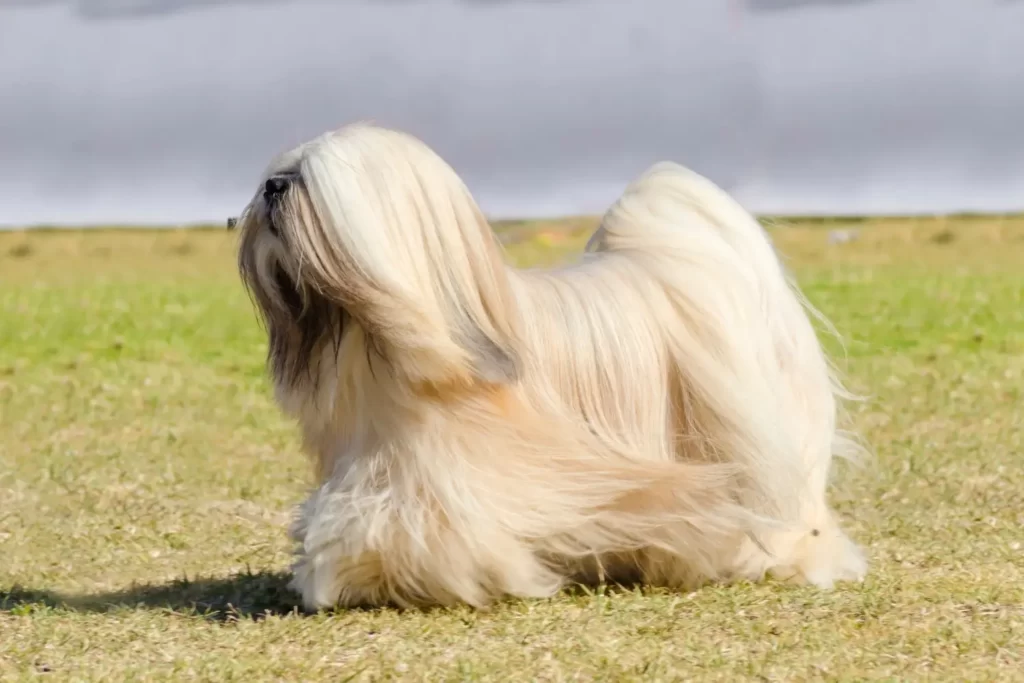 lhasa apso blonde dog breeds