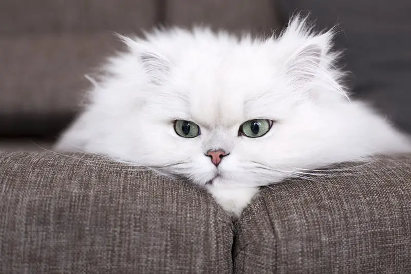 9 Cat Breeds with the Longest Whiskers