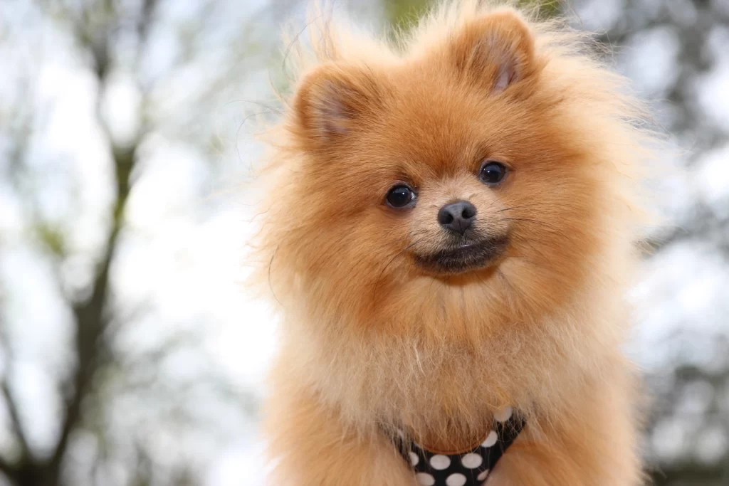 blonde dog breeds Pomeranian