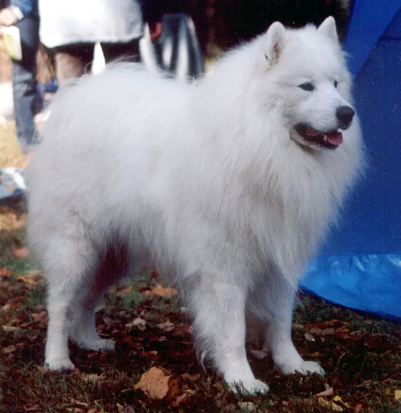 Samoyed blonde dog breeds