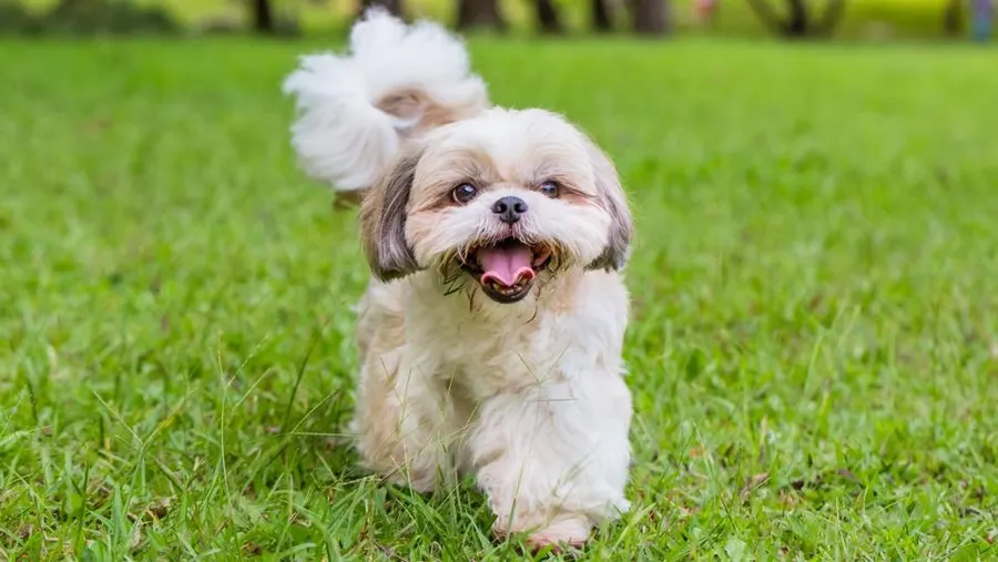 small dog breeds that don't shed or bark shih tzu