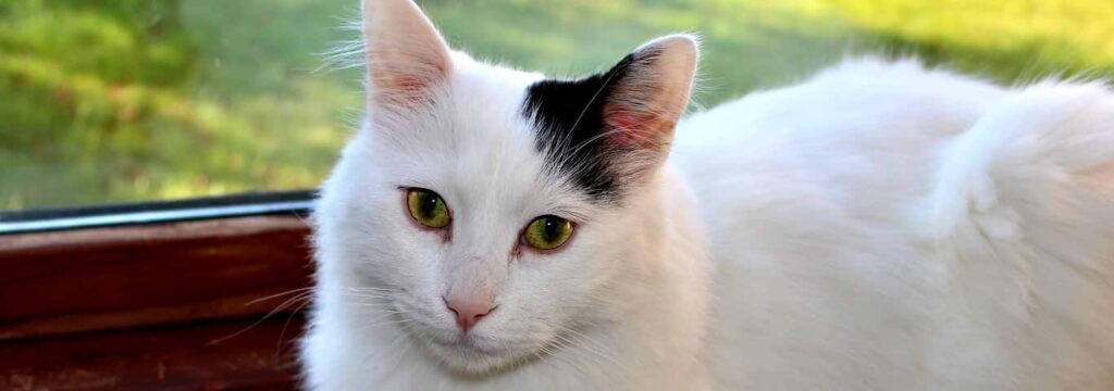  Turkish Van cat with long whiskers