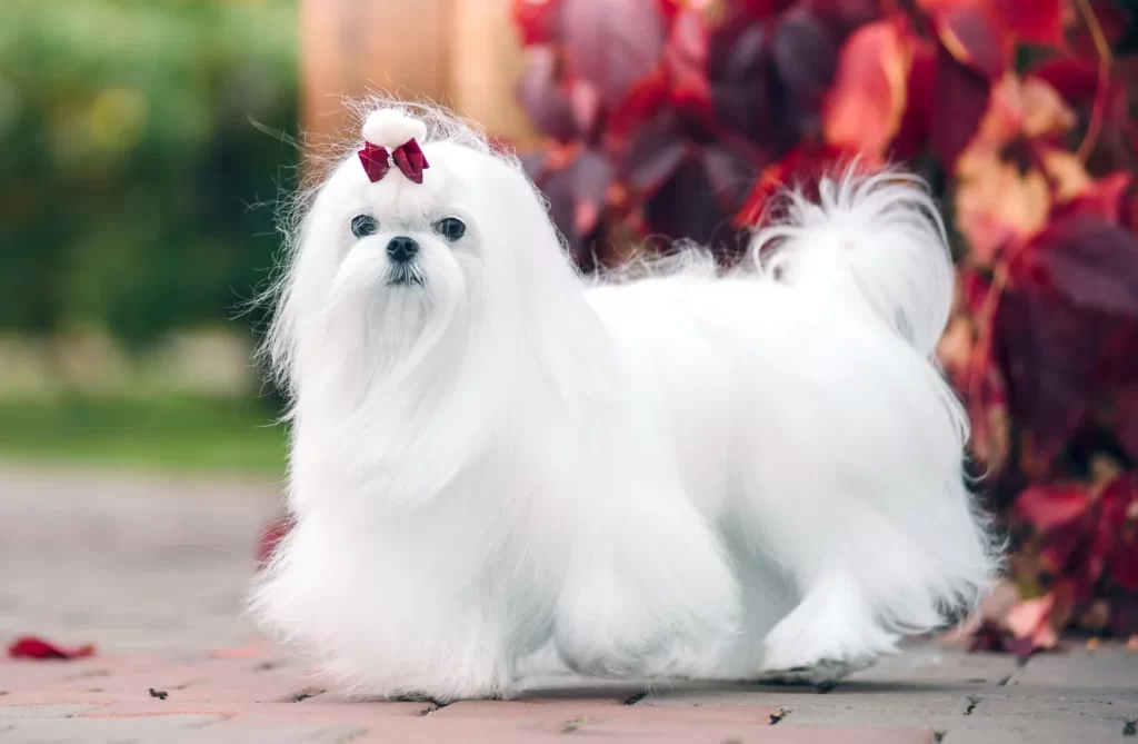 maltese small dog breeds that don't shed or bark