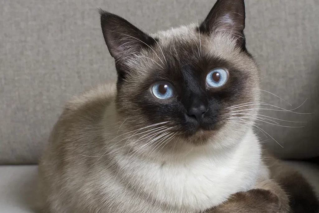 siamese cat breed with long whiskers