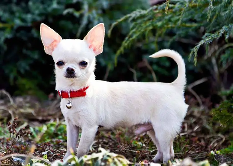 blonde dog breeds Chihuahuas