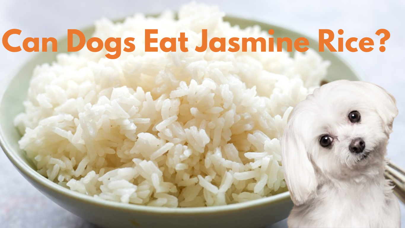 Can Dogs Eat Jasmin rice