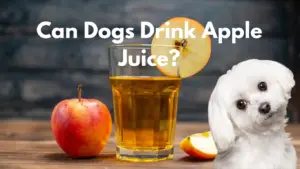 Can Dogs drink apple juice