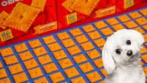 Can dogs eat Cheez-Its