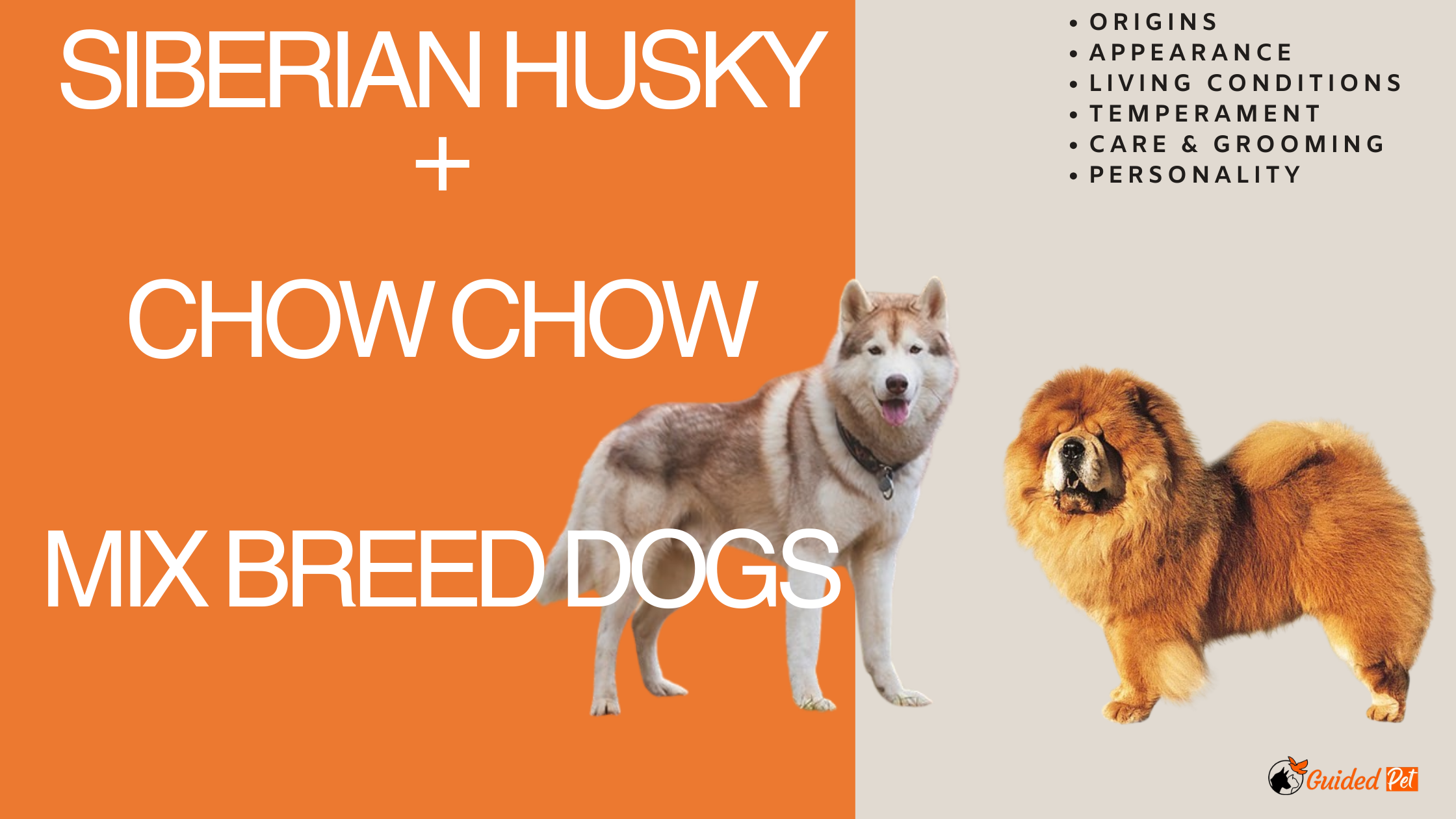 Crossbreed of Chow Chow and Siberian Husky mix breed dog facts