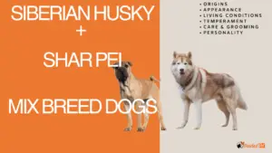 Shar Pei plus siberian husky breed