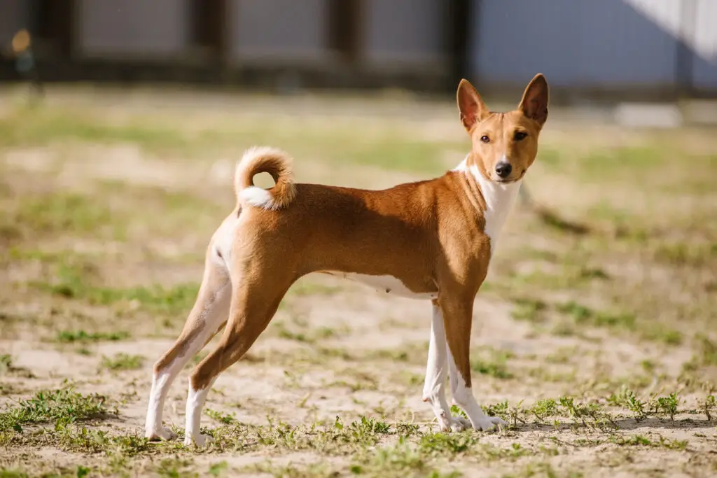 small dog breeds that don't shed or bark basenji