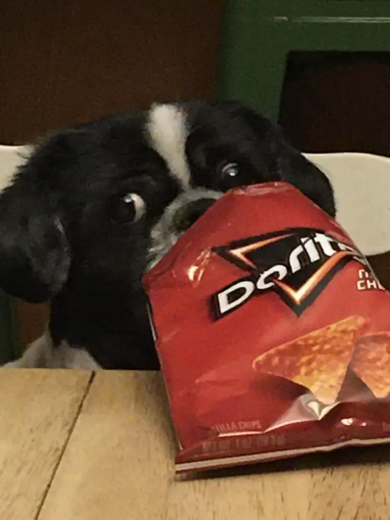 can dogs eat doritos