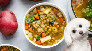 can dogs eat lentil soup