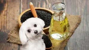 can dogs eat sesame oil