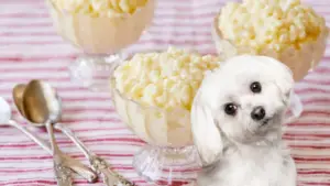 can dogs eat tapioca pudding