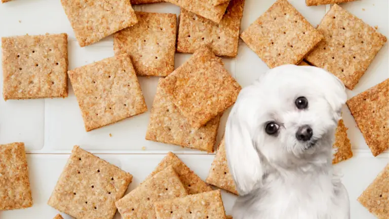 can dogs eat wheat thins
