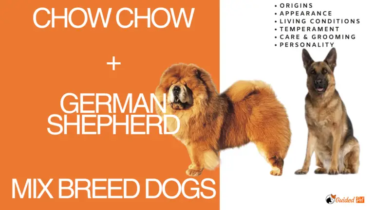 chow chow german shepherd mix breed dog