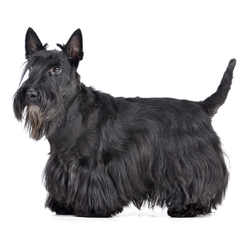 scottish terrier small dog breeds that don't shed or bark