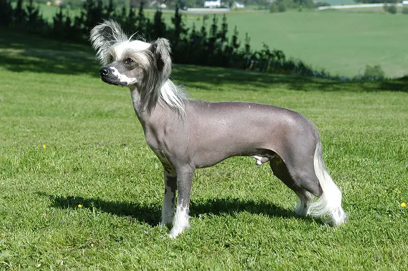 small dog breeds that don't shed or bark chinese crested