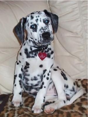 Beagle and Dalmatian mix breed dog