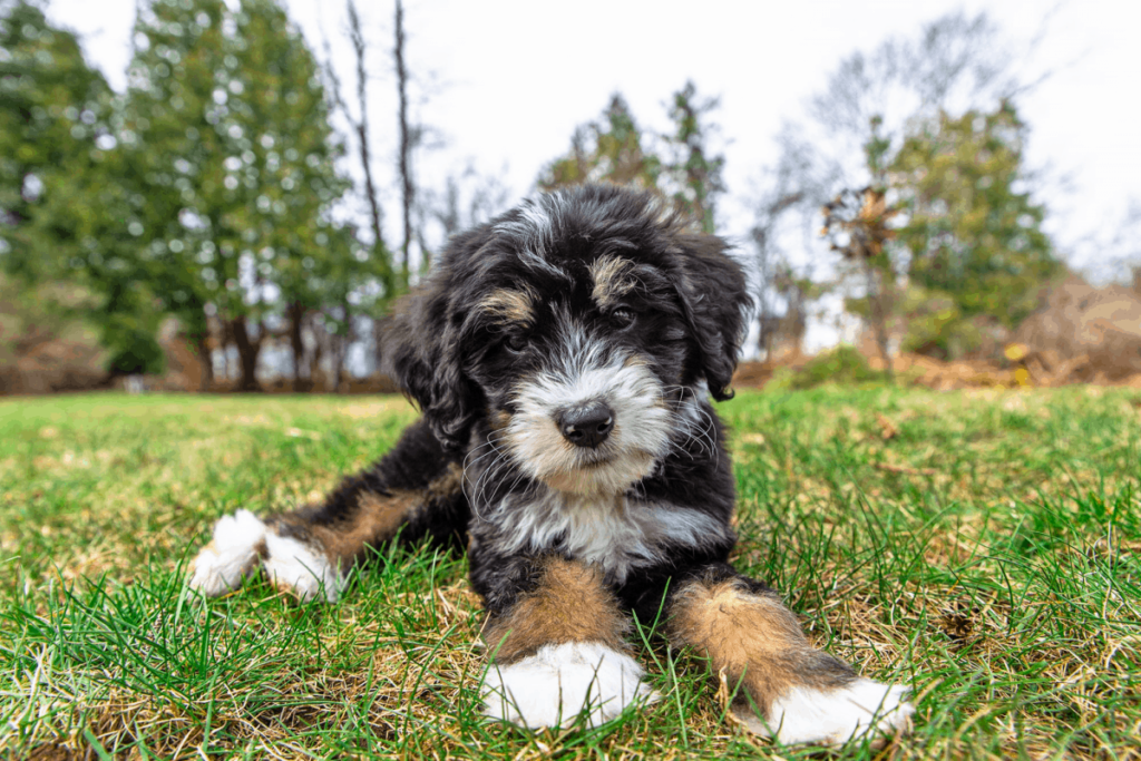 Bernese Mountain Dog and Poodle mix