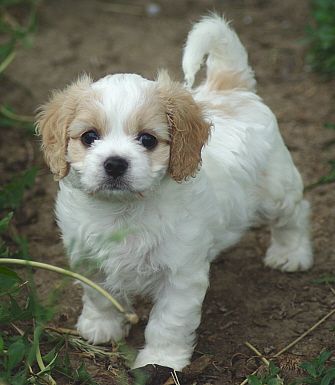 Bichon Frise King Cavalier Charles Spaniel mix hybrid dog puppy