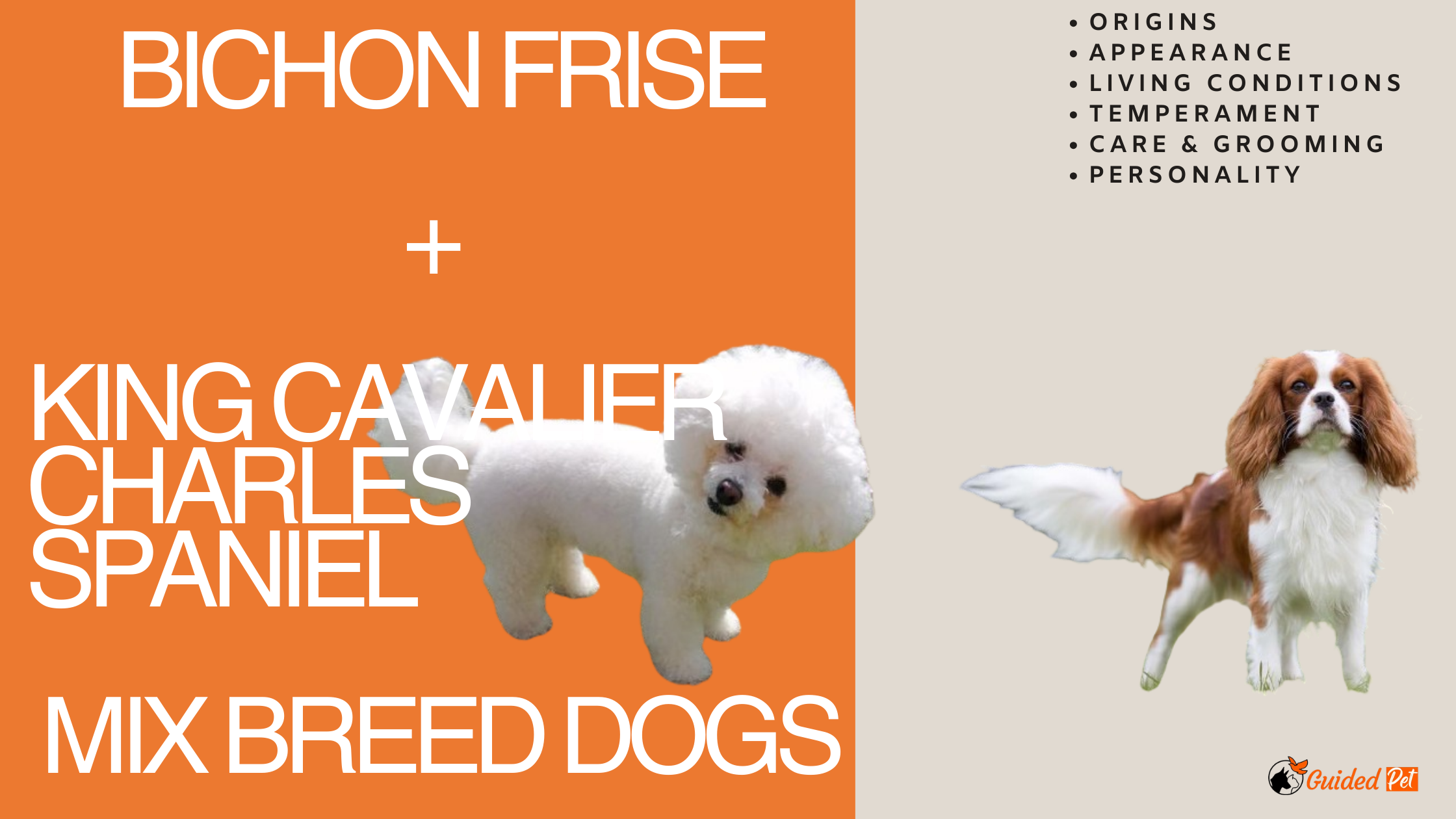 Cavachon: The Adorable Hybrid Of King Cavalier Charles Spaniel & Bichon ...