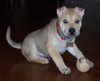 Sharberian-Husky-Shar-Pei-mix-breed