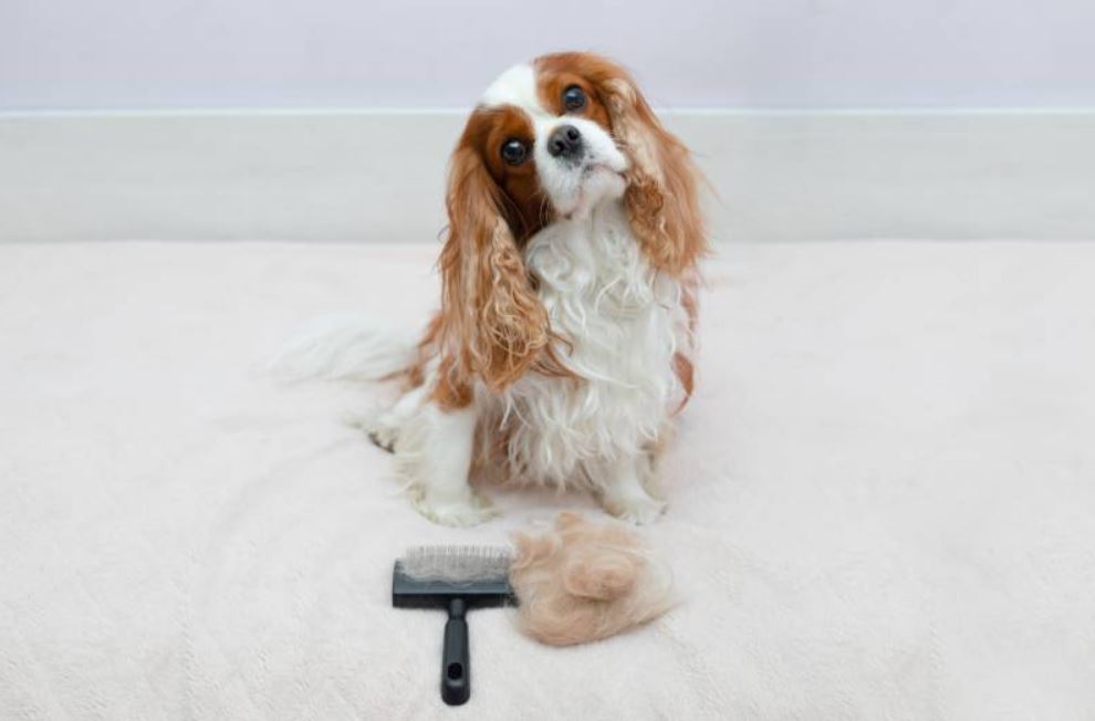 cavalier king charles All-Natural Cut