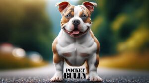 Care and training tips for american pocket bully dog