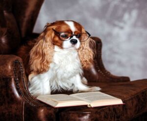 Cavalier King Charles Spaniels