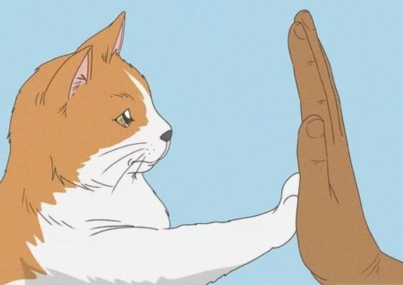 Cool Tricks to Teach Your Cat