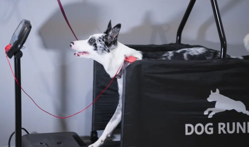 Dog Treadmill