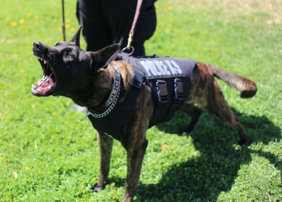 Dutch Shepherd Police Dog Commands  