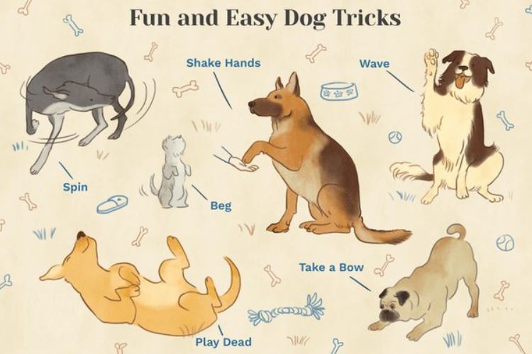 15 Tricks to Teach Your Dog