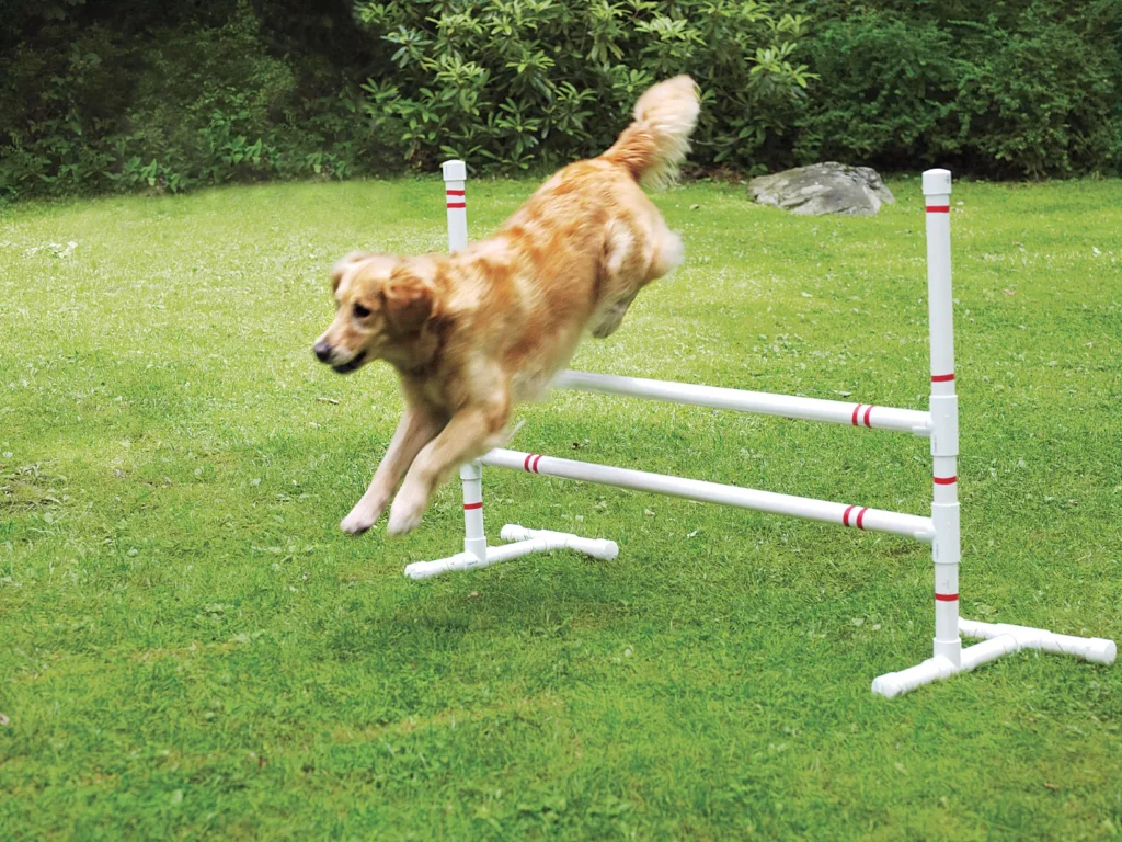 Jumps agility exercises for dogs