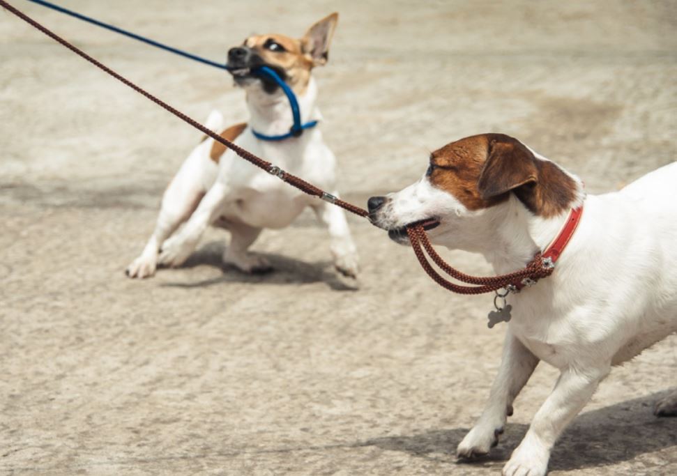 Leash training a dog a service dog