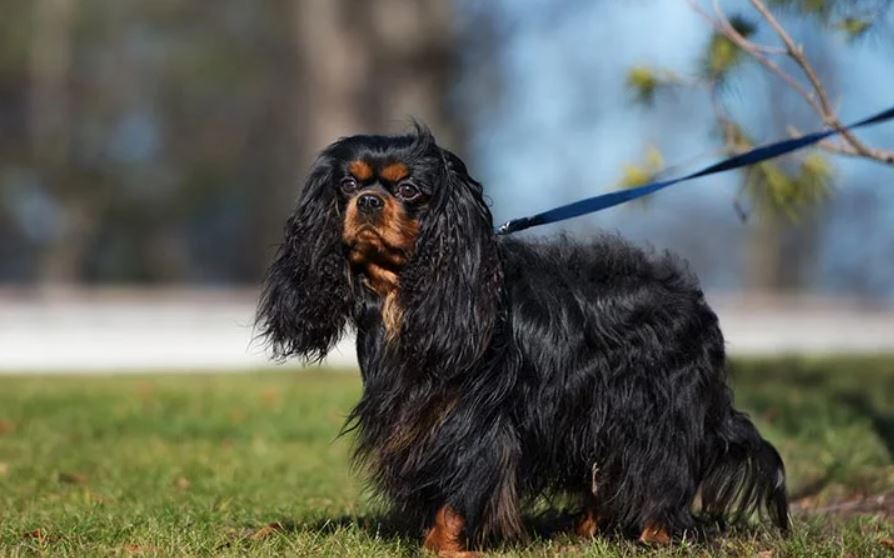 Cavalier King Charles Spaniel grooming style