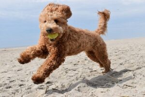 Micro Goldendoodle: Full Breed Information and Guide