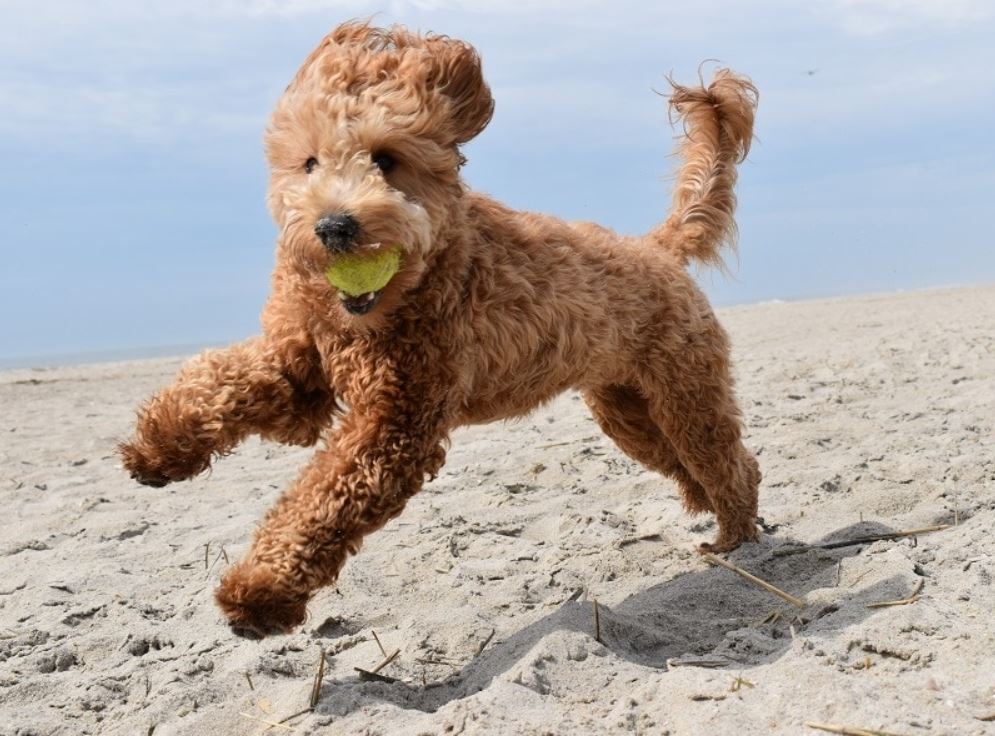 Micro mini Goldendoodles playing on the beach sand