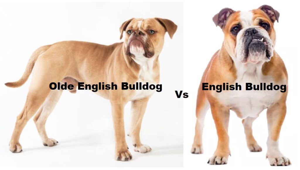 Olde English Bulldog or English Bulldog