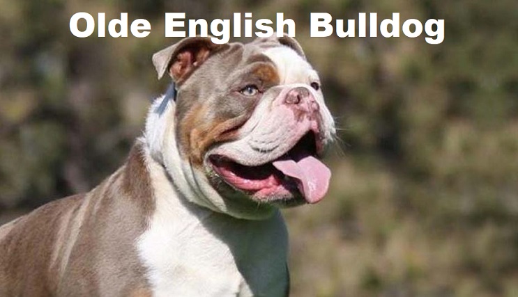 Olde English Bulldog