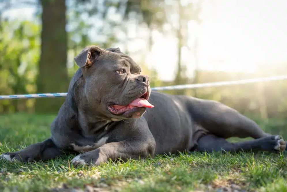 Olde-English-Bulldogge-dog-lying-on-grass