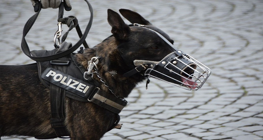 Police K9 Dog Training Commands in Different Languages