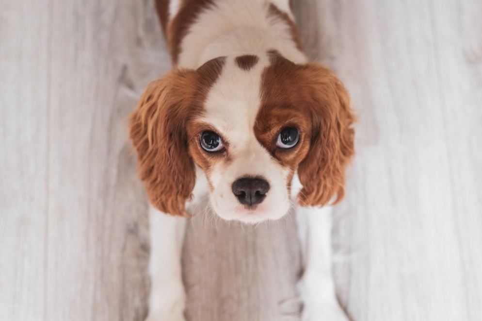 Cavalier King Charles Spaniel on a Summer Shave Haircut