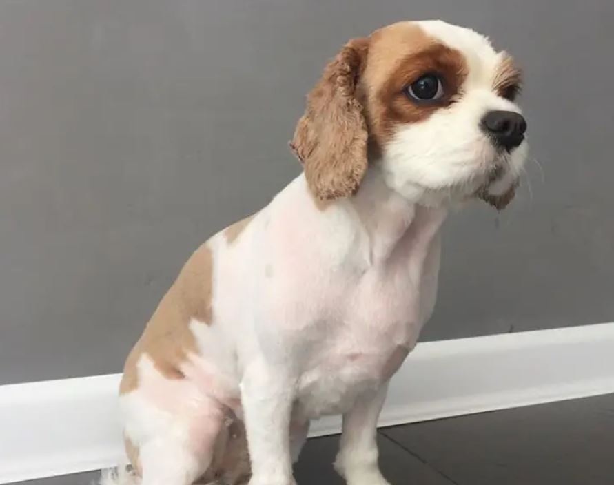 Cavalier King Charles Spaniel on the Puppy Cut