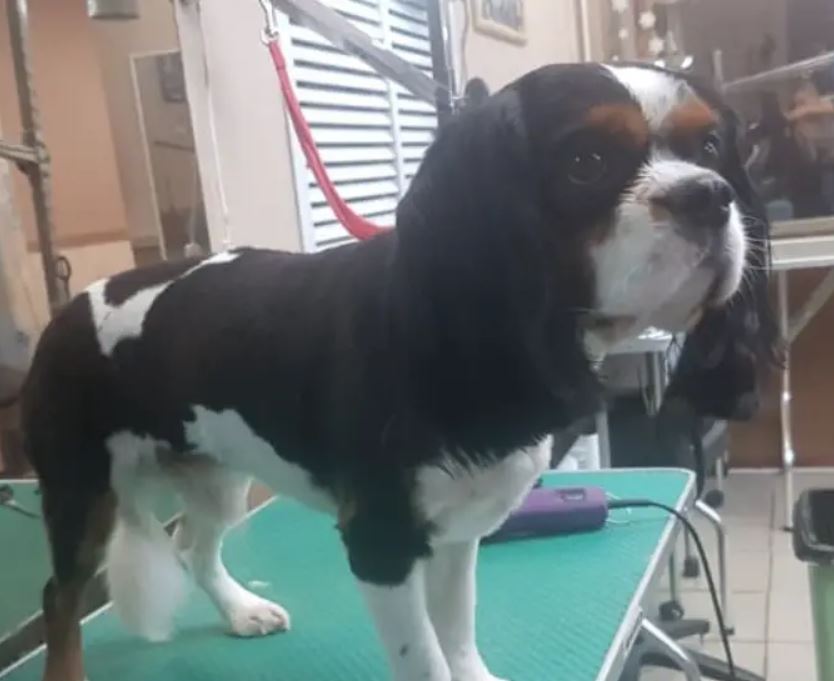 Cavalier King Charles Spaniel on the Tidy Trim cut