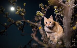 Tracking lost cats with airtag