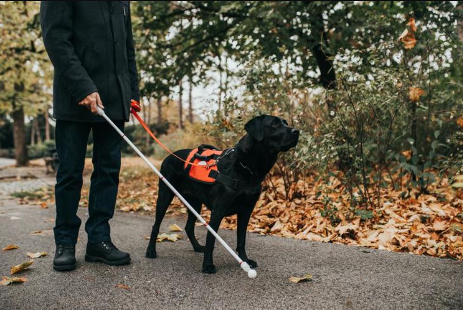 Trained service dog